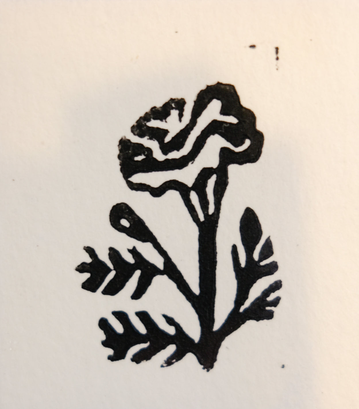 Chrysanthemum - flower