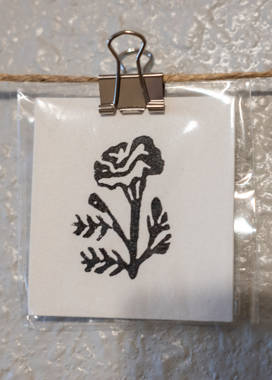 Chrysanthemum - flower